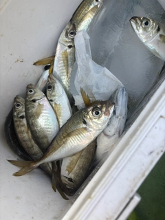 マアジの釣果
