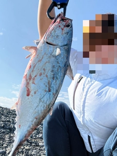 ソウダガツオの釣果