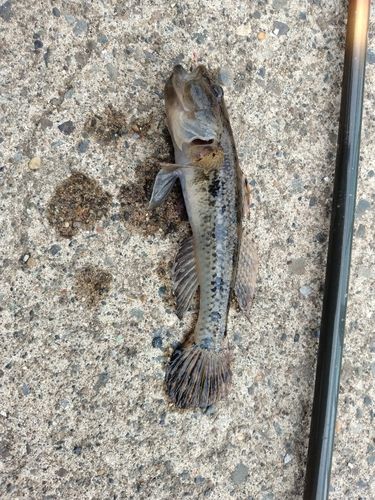 ウロハゼの釣果
