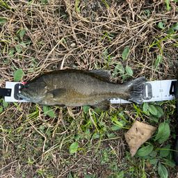 スモールマウスバス