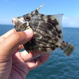 カワハギ