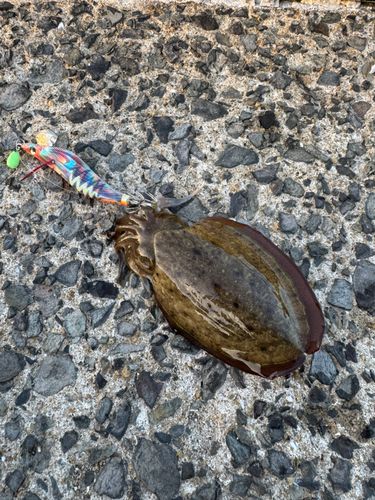 コウイカの釣果