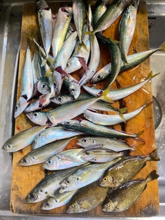マアジの釣果