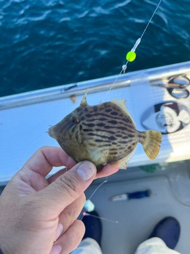 別府湾
