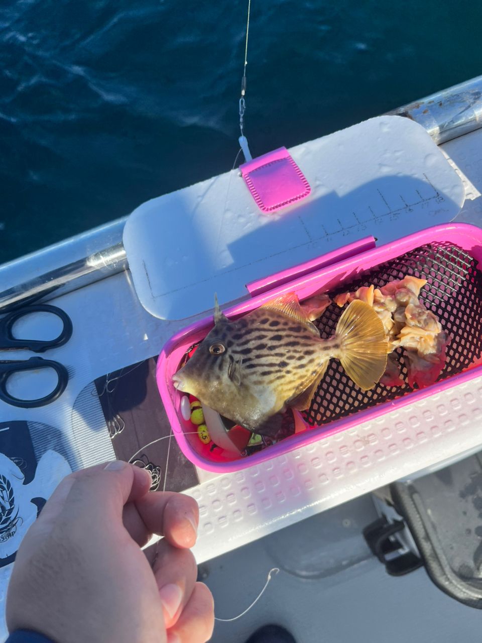 タッチーさんの釣果 2枚目の画像