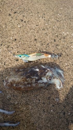 モンゴウイカの釣果
