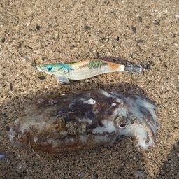 モンゴウイカ