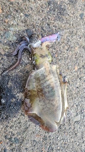 アオリイカの釣果