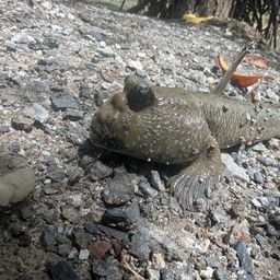 マハゼ