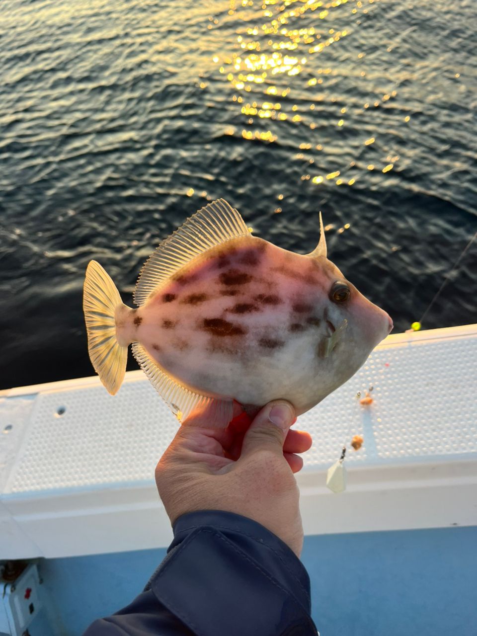 タッチーさんの釣果 3枚目の画像