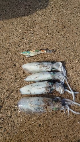 アオリイカの釣果