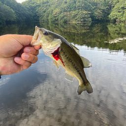 ブラックバス