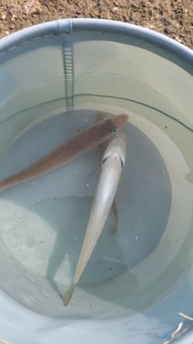 シロギスの釣果