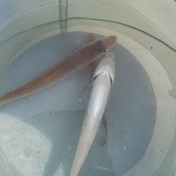 シロギス