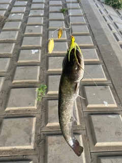 ナマズの釣果