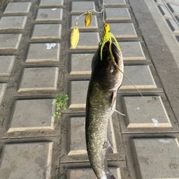 ナマズ