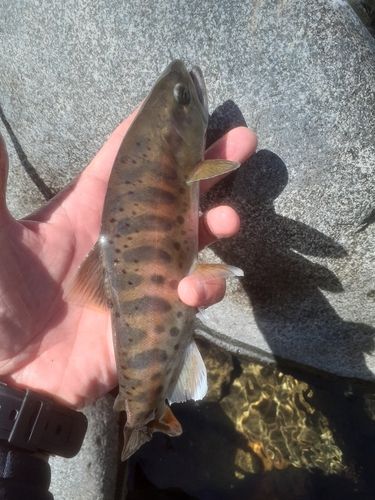 ヤマメの釣果