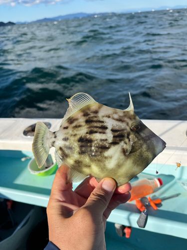 カワハギの釣果