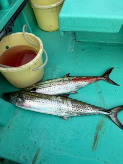 サワラの釣果