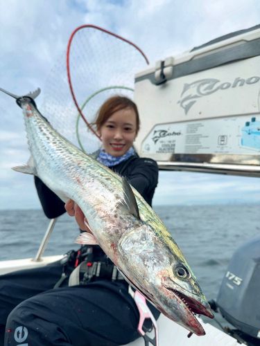 サワラの釣果