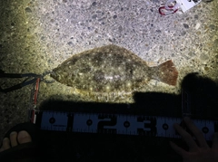 ヒラメの釣果