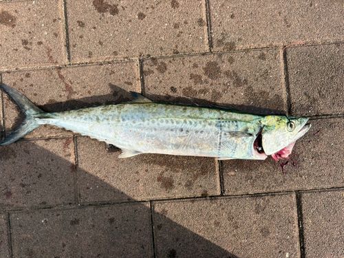 サワラの釣果