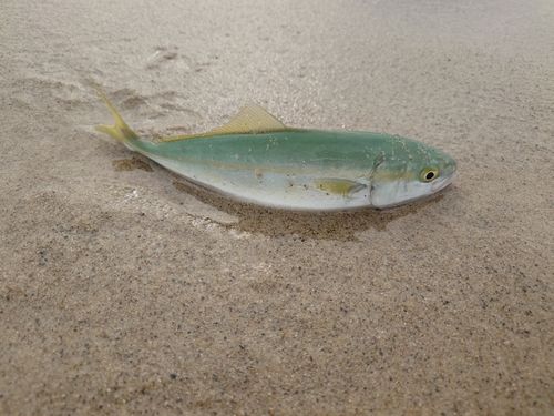 ショゴの釣果