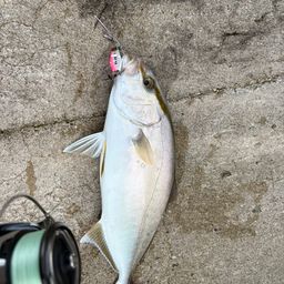 カンパチ