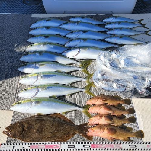 ヒラメの釣果