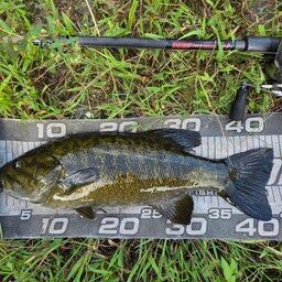 スモールマウスバス