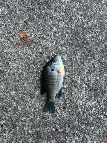 ブルーギルの釣果
