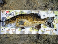 スモールマウスバスの釣果