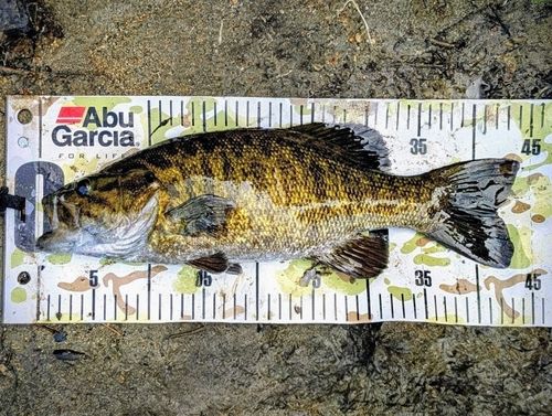 スモールマウスバスの釣果