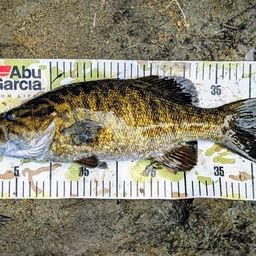 スモールマウスバス