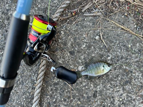 ブルーギルの釣果
