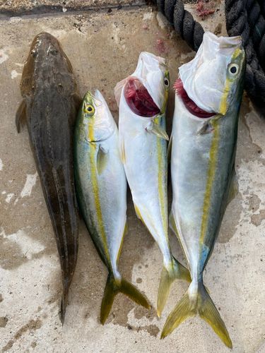 マゴチの釣果