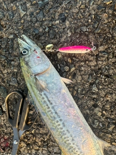 サゴシの釣果