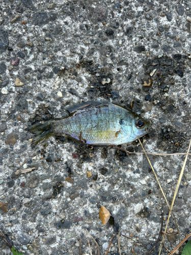 ブルーギルの釣果