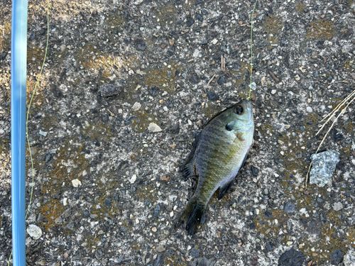 ブルーギルの釣果