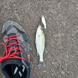 セイゴ（マルスズキ）