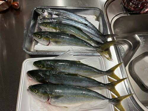 ツバスの釣果