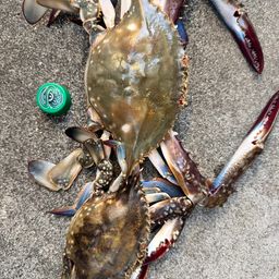 ガザミ