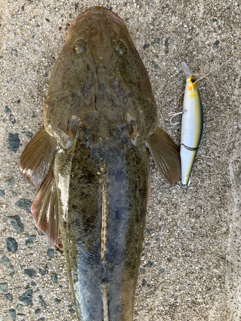 マゴチ