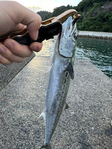 サワラの釣果