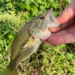 ラージマウスバス