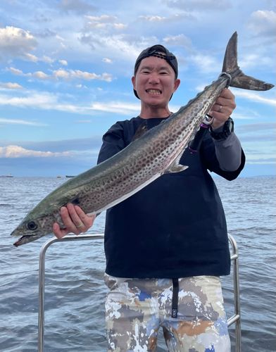 サワラの釣果