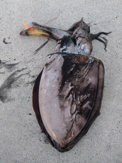 コウイカの釣果