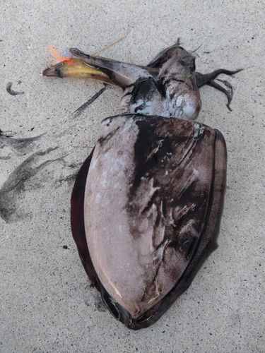 コウイカの釣果