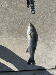 セイゴ（マルスズキ）の釣果