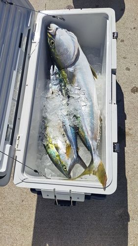 ブリの釣果
